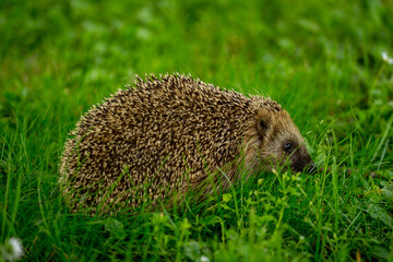 hedgehog in the grass