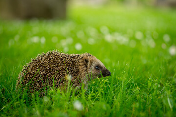 hedgehog in the grass