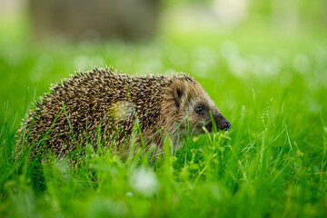 hedgehog in the grass