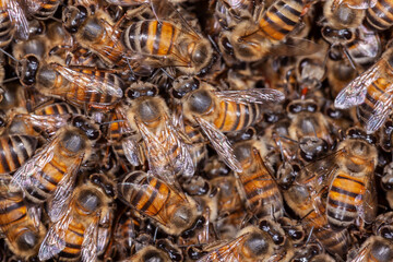 A lot of Honey Bee Apis mellifera on hive