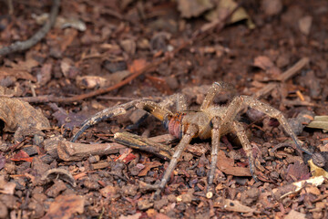 Brazilian wandering spider Phoneutria nigriventer