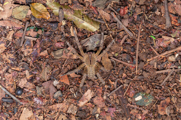 Brazilian wandering spider Phoneutria nigriventer