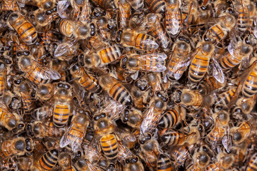 A lot of Honey Bee Apis mellifera on hive
