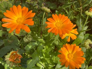 Calendula officinalis, the pot marigold, common marigold, ruddles
