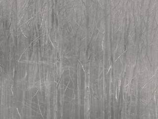 Majestic forest