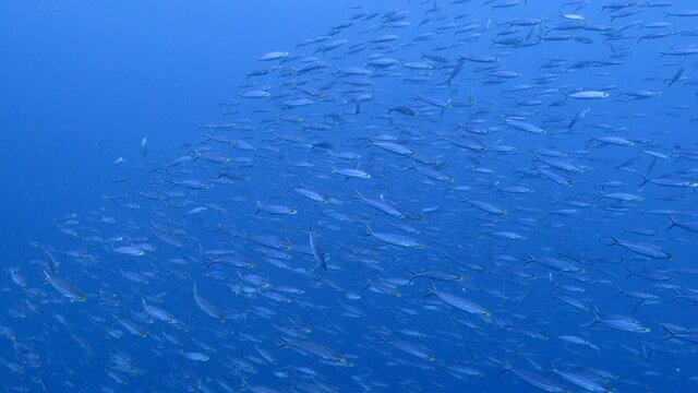 Seascape with School of Fish, Boga Fish in the turquoise water of coral reef in the Caribbean Sea, Curacao