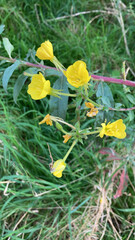 Oenothera biennis, the common evening-primrose