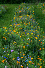22-09-2021- Denmark-Aarhus. Beautiful Zinnia 