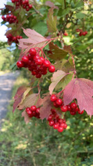 Viburnum opulus common name: guelder-rose