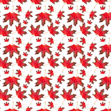 Pattern red maple leaf in autumn on a white background. Beautiful autumn background for your design.