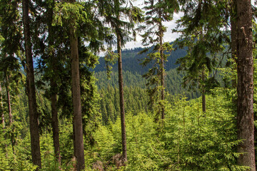 Fototapeta premium In the forest on the Transalpina, Romania