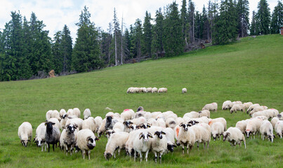 Obraz premium Flock of sheep in the mountains