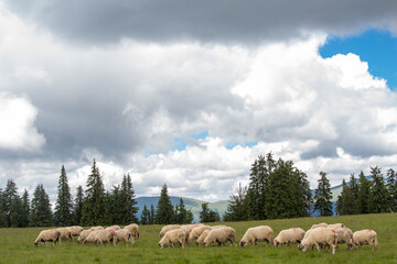 In the forest on the Transalpina, Romania