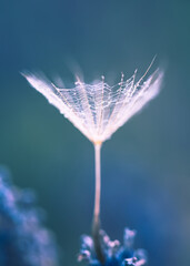 Blue dandelion, abstract, elegant, minimal