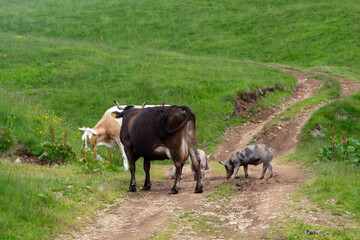 Cattle in the forest