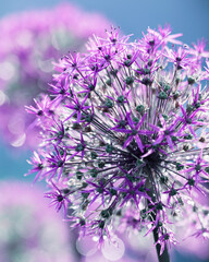 Purple flower with bokeh