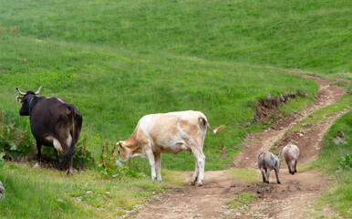 Grazing animals