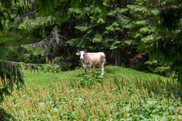 In the forest on the Transalpina, Romania