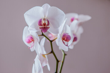 Fototapeta na wymiar White orchids flowers on grey background, close up. A bloom phalaenopsis plant