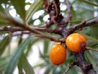 Orange berries on the branch