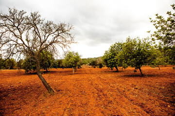 Mediterranean olive field with old  trees and red ground in Spain.
