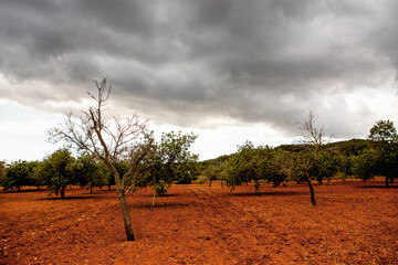 Mediterranean olive field with old  trees and red ground in Spain.