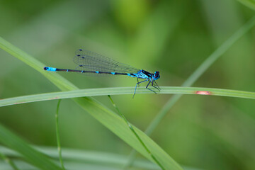 Coenagrionidae. blue dragonfly on a green leaf. A dragonfly with big eyes close-up sits on a green leaf of a river plant. natural blurred green background. macro of a insect. space for text