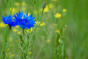 Cornflower, Centaurea cyanus Rare flower of Arable Fields. blue wildflowers, natural floral background. flowers, close-up, blurred background. meadow flower, blooms beautifully in blue. macro nature