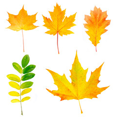 Set collection of beautiful colored autumn leaves
