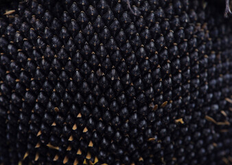 background, text, sunflower seeds closeup. Sunflower flower with ripe seeds, isolated. Ripe...