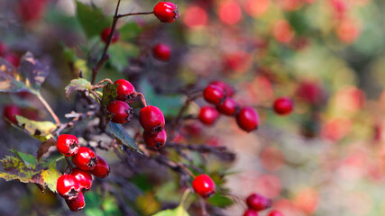 Crataegus. autumn forest red berries on a branch. Close-up of ripe winter fruits of red hawthorn with natural background. bokeh, place for text. hawthorn bush, berries in medicine, cosmetology