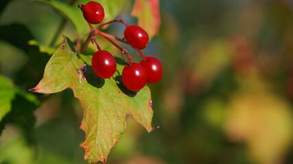 red Viburnum berries on a branch with leaves autumn background. Viburnum branches covered with beautiful red berries, green leaves. autumn colors, beautiful season, close-up