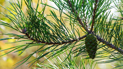young green pine cone. Pine Tree. Pinus. Isolated pine. Pine branch with cones isolated on light natural background. coniferous tree branch in a forest or park, close-up
