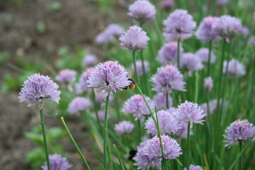 flowers in the garden