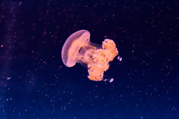 Jellyfish in blue