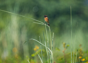 Stone chat in natural Habitat