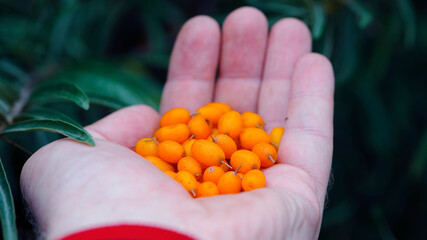 Hand holding ripe sea-buckthorn berries. Hippophae, orange colored berries in hand. branch with...