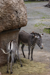 Amazing zebras are playing together and watch to each other. The zebra is just a wonderful animal...