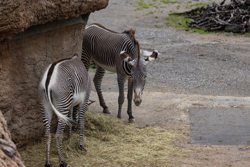 Amazing zebras are playing together and watch to each other. The zebra is just a wonderful animal...