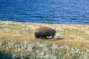 Buffalo Bison standing near a vibrant blue lake.