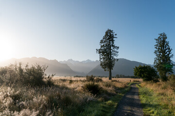 Fototapeta na wymiar Meadow with a lone tree at sunrise, near lake lake Matheson in New Zealand