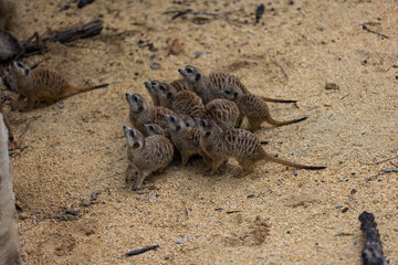 So many cute meerkats at one place. They are running and playing together in the sand. Another meerkat stands and looking around for some dangerous animals to run away.