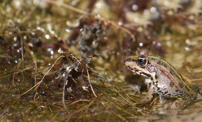Marsh Frog in swamp, Pelophylax ridibundus