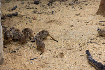 Obraz premium So many cute meerkats at one place. They are running and playing together in the sand. Another meerkat stands and looking around for some dangerous animals to run away.