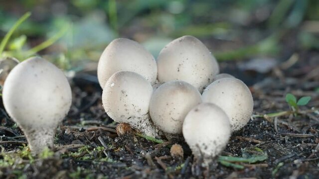 The small white puffball mushrooms on the ground of the forest in Estonia