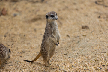 So many cute meerkats at one place. They are running and playing together in the sand. Another meerkat stands and looking around for some dangerous animals to run away.