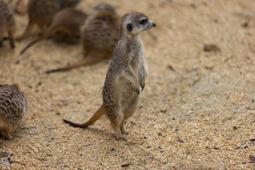 Naklejka na ściany i meble So many cute meerkats at one place. They are running and playing together in the sand. Another meerkat stands and looking around for some dangerous animals to run away.