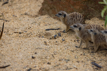 Fototapeta premium So many cute meerkats at one place. They are running and playing together in the sand. Another meerkat stands and looking around for some dangerous animals to run away.