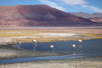 incredible volcanic and desert landscape of the Argentine Puna