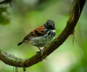 Male Spotted Antbird (Hylophylax naevioides)